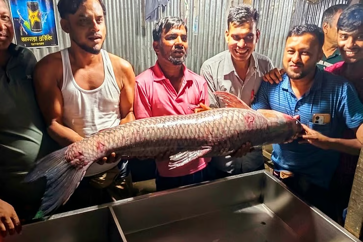 মেঘনায় জালে ধরা পড়ল ২৪ কেজির বিশাল ব্ল্যাক কার্প, বিক্রি ১৭ হাজার ৫০০ টাকায়