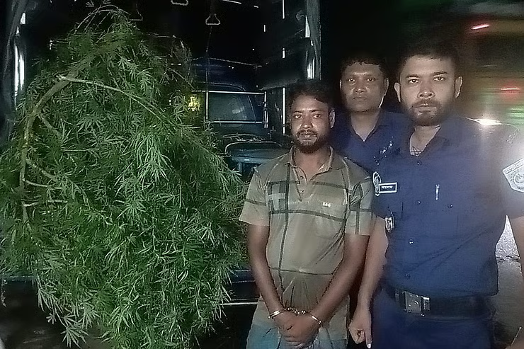 দিনাজপুরে আদার বাগানের আড়ালে গাঁজা চাষ, যুবক গ্রেপ্তার